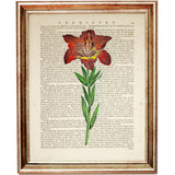 Lily Botanical Print, Floral Wall Decor, Lily Art Print, Flower Dictionary Art, Plant Poster