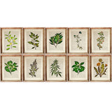 Botanical Herbal Greenery Dictionary Art Prints Set - Kitchen Wall Decor