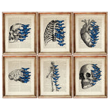 Set of 6 Anatomy Dictionary Art Prints, Anatomical Explorations Decor