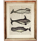 Three Whales Dictionary Art Print, Nautical Wall Decor