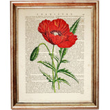 Set of 4 Flower Dictionary Art Prints, Blooming Beauties Wall Decor