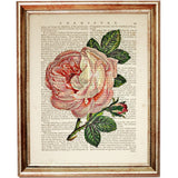 Set of 4 Botanical Flowers Dictionary Art Prints, Botanical Blooms Art