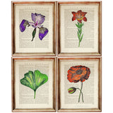 Set of 4 Flower Dictionary Art Prints, Blooming Botanicals Poster