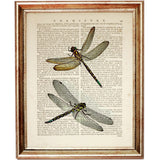 Set of 3 Dragonfly Dictionary Art Prints, Fluttering Wings Wall Decor