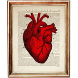 The Anatomy of the Human Heart in Red Dictionary Art Print
