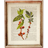 Set of 3 Dictionary Art Prints: Coffee Lover's Gift - Coffee Plant & Beans Artwork