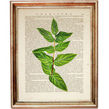 Botanical Green Leaf Eucalyptus Dictionary Art Prints, Greenery Wall Art Set
