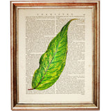 Botanical Green Leaf Eucalyptus Dictionary Art Prints, Greenery Wall Art Set