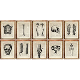 Chiropractic Anatomy Art Prints Set - 10 Medical Wall Artworks - Skeleton Bones Poster