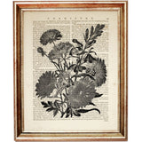 Botanical Dictionary Art Prints Set of 10 - Sunflower, Flower, Bee