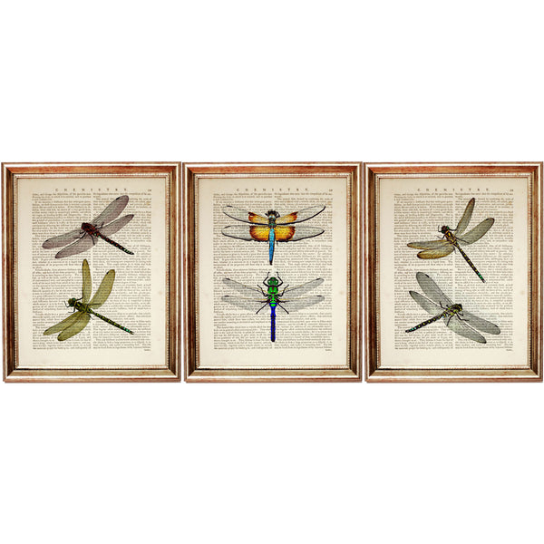 Set of 3 dragonfly dictionary art prints, elegant home decor