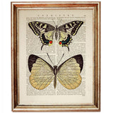 Set of 8 Colorful Butterflies Dictionary Art Prints, Nature Wall Decor