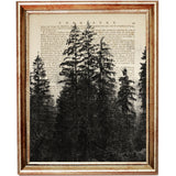 Moody black and white evergreen tree silhouettes rising through soft forest fog, atmospheric woodland artwork on a vintage dictionary page.