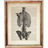 Rear-view anatomical illustration of the human rib cage, spinal column and pelvis in black and white on a vintage dictionary page.