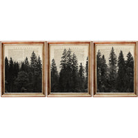 Set of three vintage-style forest prints featuring tall pine trees and misty woodlands on antique book pages