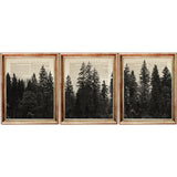 Set of three vintage-style forest prints featuring tall pine trees and misty woodlands on antique book pages