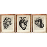 Set of three vintage anatomical heart illustrations on dictionary pages, perfect for gallery wall or medical decor