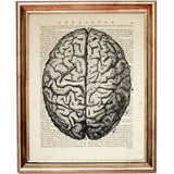Black-and-white anatomical drawing of the human brain viewed from above, showing detailed folds and central division on vintage dictionary paper.