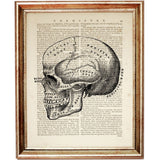 Black-and-white anatomical illustration of a human skull in side profile, showing detailed cranial bones, eye socket and teeth on a vintage dictionary page.