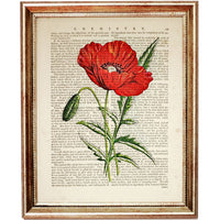 Red Poppy Botanical Dictionary Art Prints Setof 4 Flower Wall Decor 5x7 & 8x10