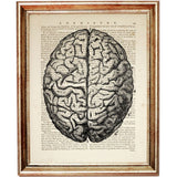 Set of 4 Anatomical Dictionary Art Prints, Enigmatic Anatomy Poster