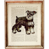 Schnauzer Mini Art Set - 2 Piece Dictionary Prints Wall Decor