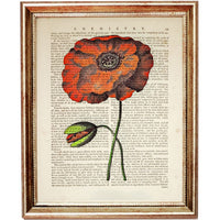 Red Poppy Botanical Dictionary Art Prints Setof 4 Flower Wall Decor 5x7 & 8x10