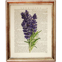 Set of 4 Botanical Dictionary Art Prints, Lavender Dreams Wall Decor