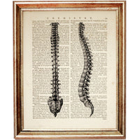 Spine Anatomy Dictionary Art Print, Spine-tingling Artwork Print