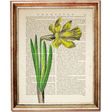 Vintage Daffodil Dictionary Art Print - Unique Floral Home Decor