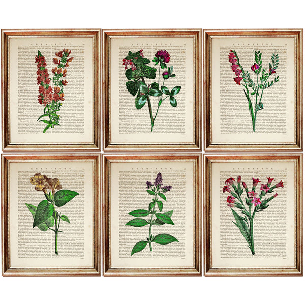 Set of 6 Floral Dictionary Art Prints: Blooming Beauty Posters