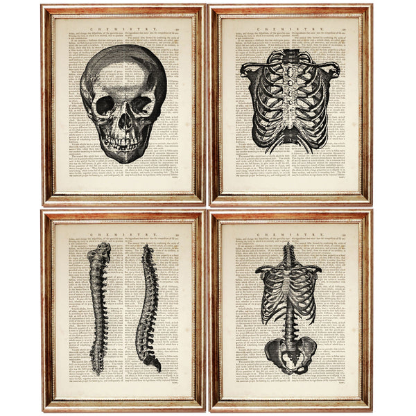 Set of 4 Anatomical Dictionary Art Prints for Medical Professionals